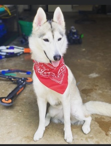 Siberian Husky – Sweet Husky Girl