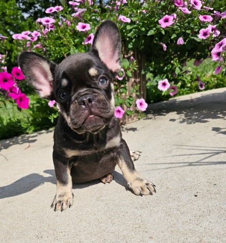 French Bulldog – Frenchie puppy