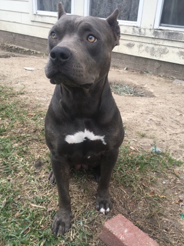 American Staffordshire Terrier – xl bully