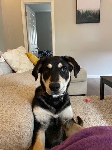 Lab/Pitbull/Husky