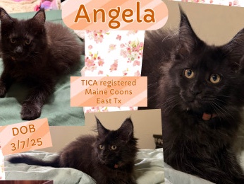 Angela TICA Registered Maine Coon Female Coon 
