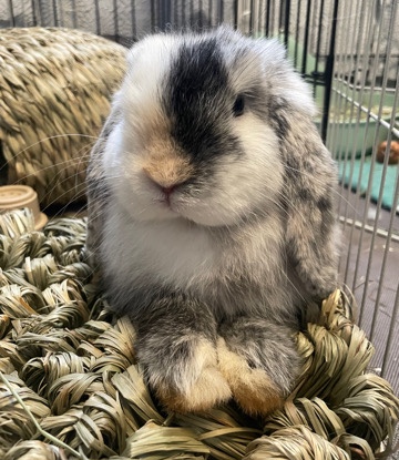 Holland Lop – Holland Lop bunny in need of new home