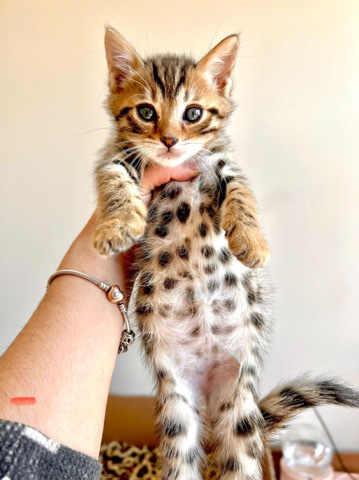 Bengal – Beautiful Bengal kitten (male)