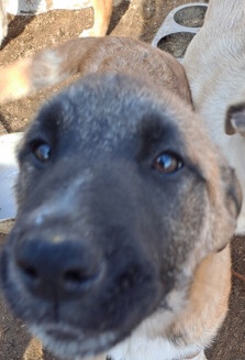 Great Pyrenees – Puppies For sale