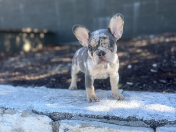 French Bulldog – Frenchie puppies