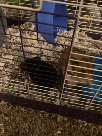 Selling 2 teddy bear hamsters