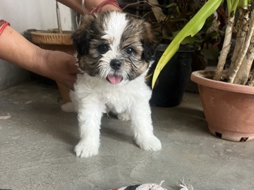 Shih Tzu – Adorable Shih Tzu Puppy Male  – 36 Days Old in New Delhi – New Delhi