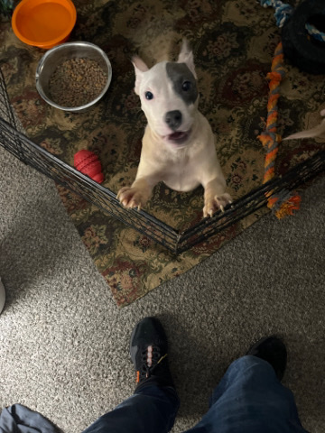 American Pit Bull Terrier – Minnie bug
