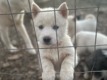 Siberian Husky – Husky Pups looking for furever homes!