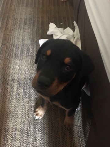 petshome%2Fadverts%2FbIXDLDFG1sgefVcLW9Ki%2Fmain image