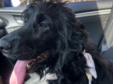English Cocker Spaniel – English Cocker Spaniel – Fort Knox