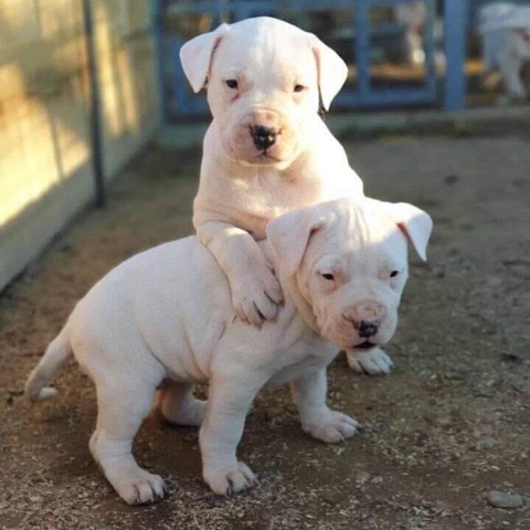 Dogo Argentino – Dogo Argentino