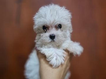 Maltipoo – Adorable Maltipoo Puppy for Sale – 2 Months Old in Dubai – Dubai