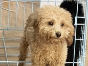 Poodle – Adorable Pedigree Toy Poodle Puppy – 4.5 Months Old in Leesburg – Leesburg