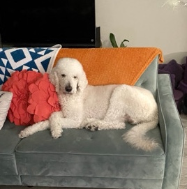 Poodle – Royal standard poodle