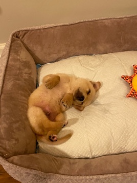 petshome%2Fadverts%2FbJdpePgtcRAPJfupkaRI%2Fmain image