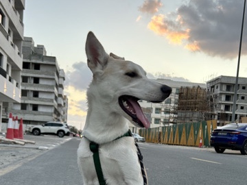 Siberian Husky – Urgent Adoption – Sharjah