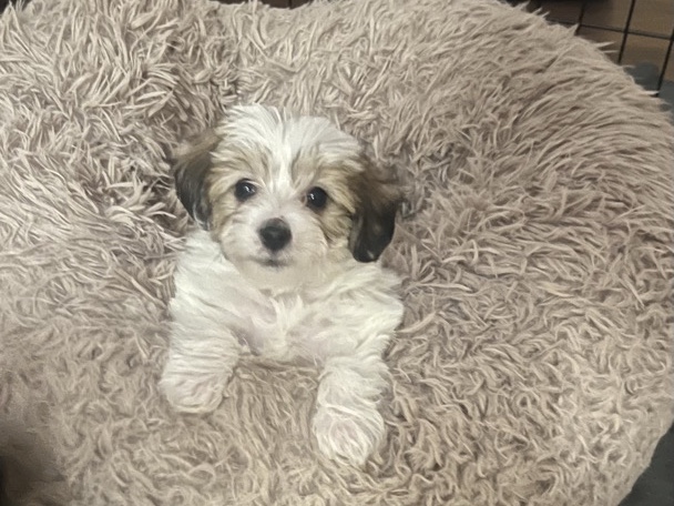 Yorkie Poo – Adorable Yorkie Poo Puppy for Sale – 8 Weeks Old in Atlanta – Austell
