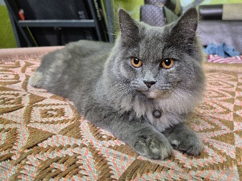 Persian (Modern) – persian doll face grey kitten – Mukarrabpur