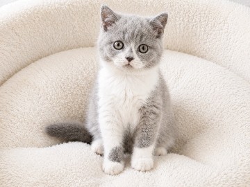 British Shorthair – British Shorthair Kittens – North Northamptonshire