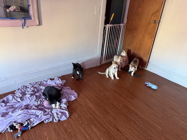 Image of Siberian Husky