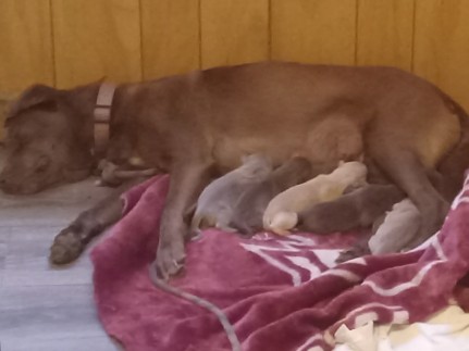 Labrador Retriever – Labrador Retrievers