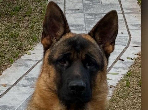 High-Lineage German Shepherd Male - Leuven Belgium