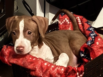 Pit Bull – Pitbull puppy