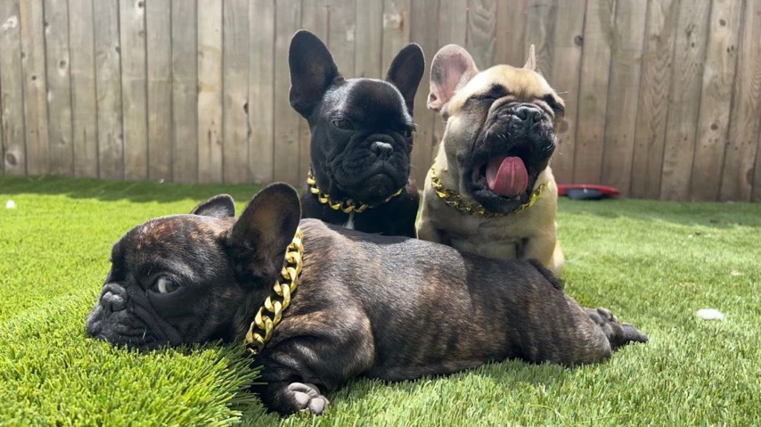 French Bulldog – Frenchies for sell