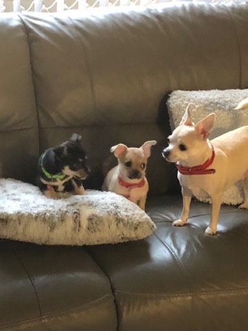 Chihuahua – chihuahuas