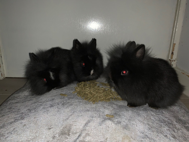 Lionhead – 3 baby female Netherlands dwarf lionhead mix