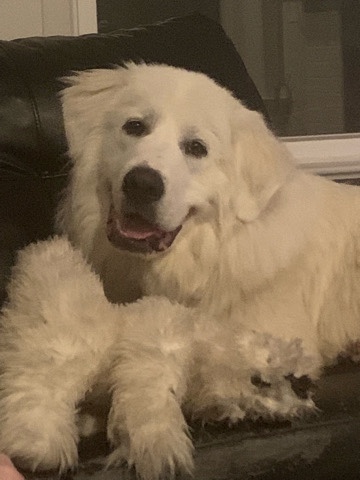 Great Pyrenees – Young Great Pyrenees
