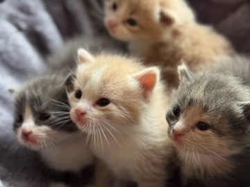 kittens