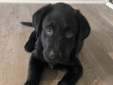 Labrador Retriever - Labrador Puppy available for adoption in Columbia