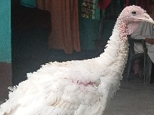 Turkey – turkey bird white male only – Dhanbad
