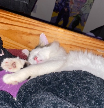 American Shorthair – Yoda needs a home!