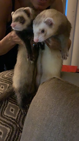 Two Male Ferrrets