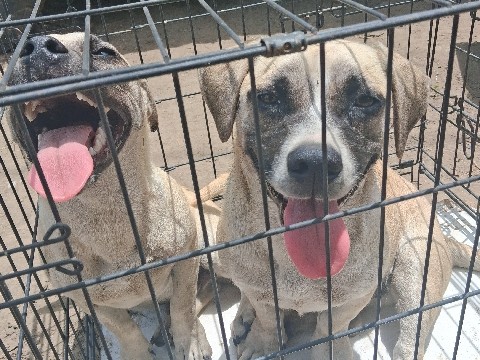 Mixed Breed – Puppies small – Compton