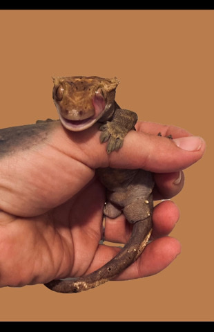petshome%2Fadverts%2FbLZ6laBDSrO3Dwd5ey9l%2Fmain image