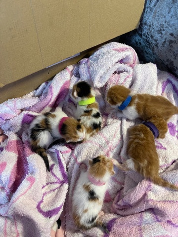 Maine Coon – kittens