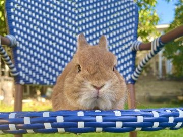 Orange Netherland Dward rabbit