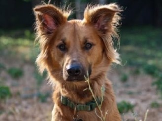 German Shepherd – German shepard – Mandeville