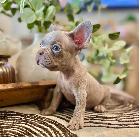 French Bulldog – french bulldog