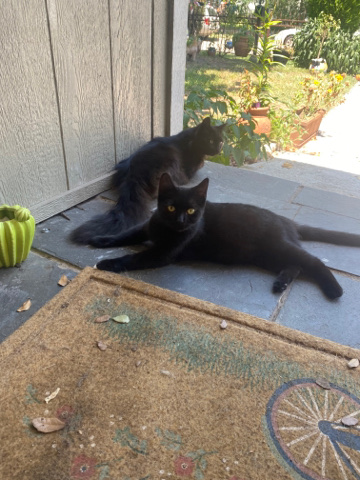 Oriental Longhair – needs a new owner