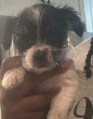 Shih Tzu – shitz tzu mixed – Baltimore