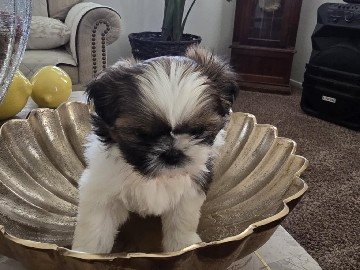 Shih Tzu – puppies shih tzu – Victorville