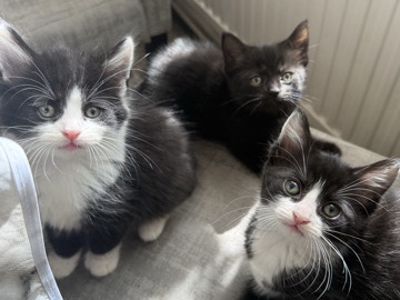 kittens for sale (enfield) – Beckenham