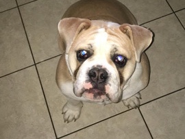 Olde English Bulldogge – British bulldog x old tyme bulldog