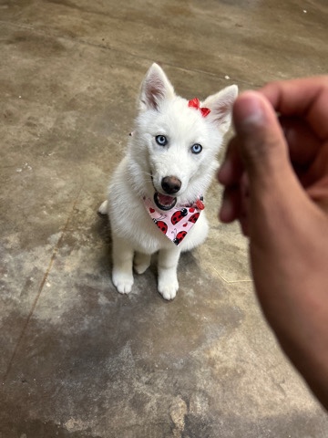 Siberian Husky – white Siberian husky