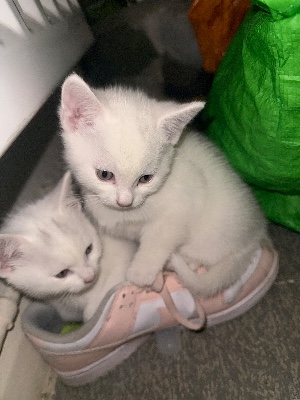 Others - 2 white kittens ready for a new home available for adoption in London